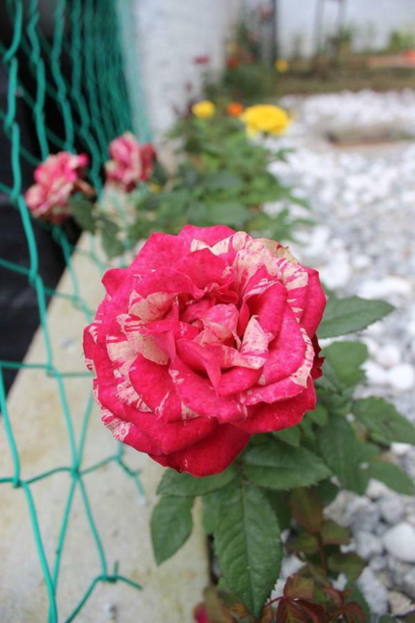 Tung'S Factoria Cameron Highland Cao nguyên Cameron Ngoại thất bức ảnh